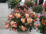 2008_hamptonflower 027.jpg